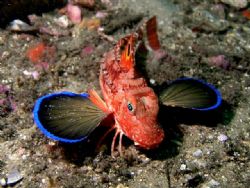 Eastern Spiny Gurnard taken at Bare Island Sydney by Peter Simpson 